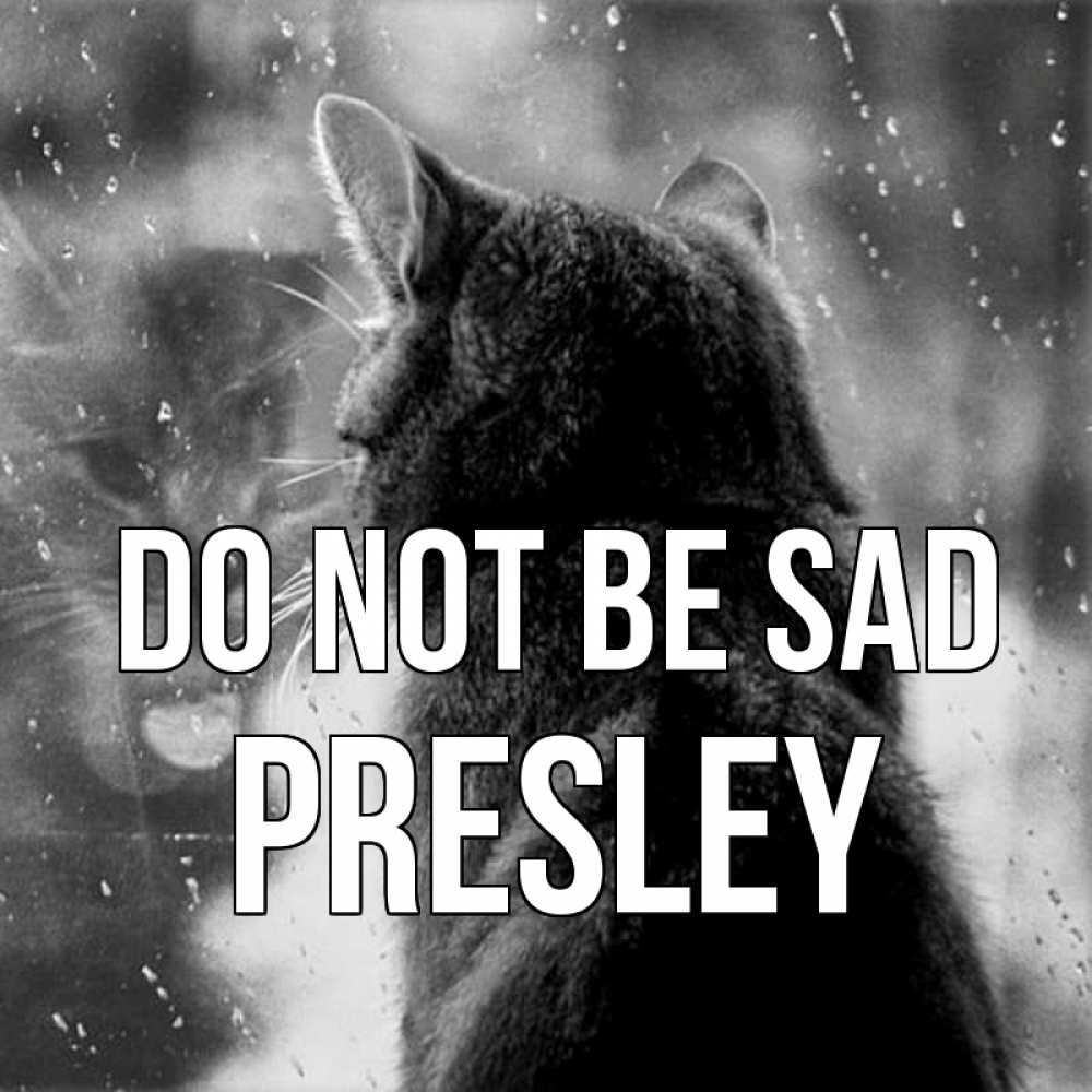 Greetings card с именем, Presley Do not be sad отражение кота 1 Greetings with text for free download 