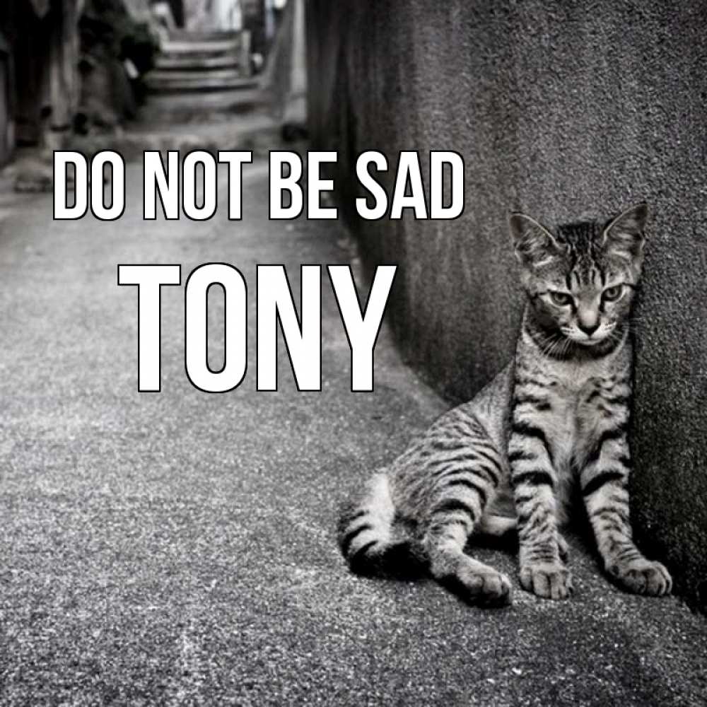 Greetings card с именем, Tony Do not be sad скучающий котик Greetings with text for free download 