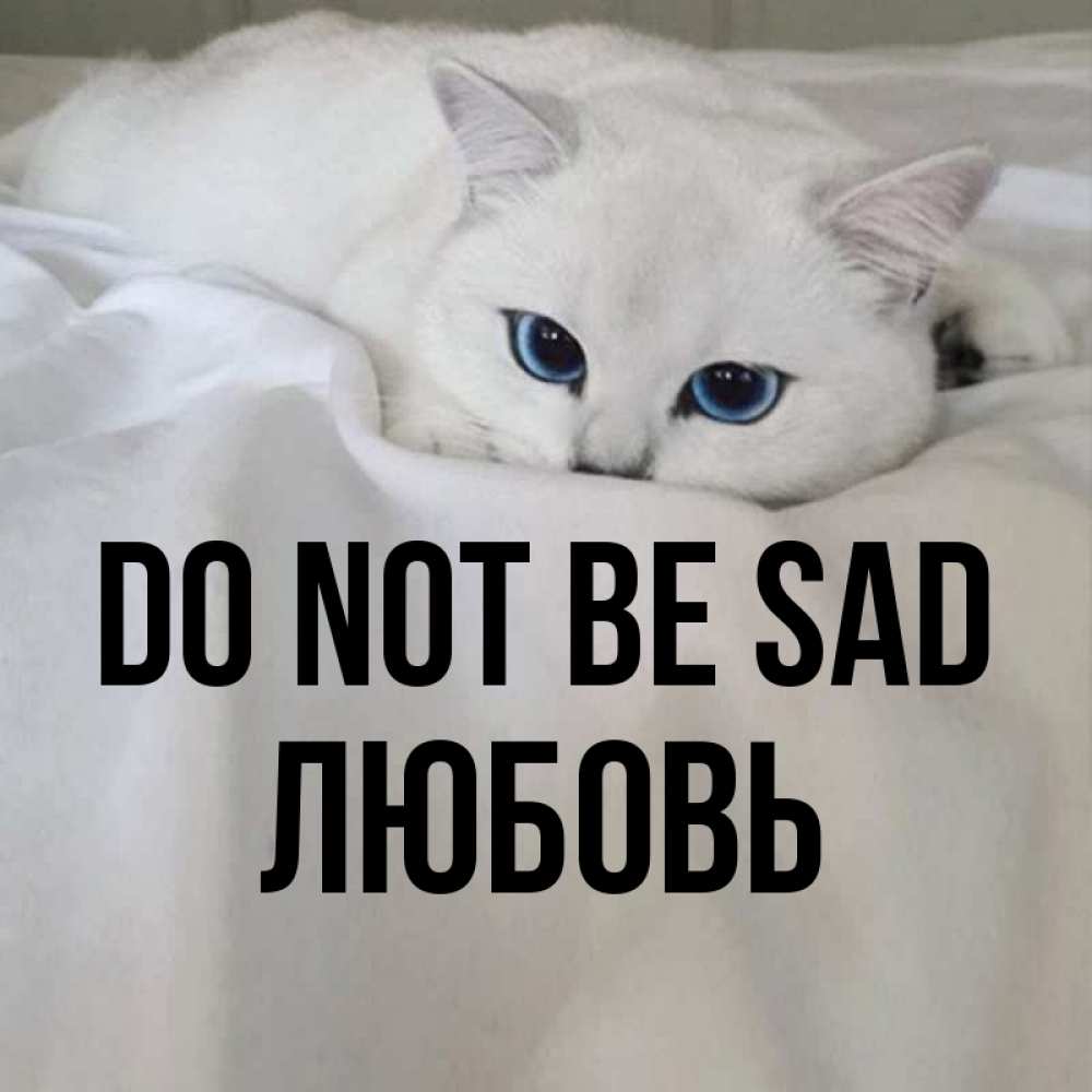 Greetings card с именем, Любовь Do not be sad Голубоглазая кошка Greetings with text for free download 