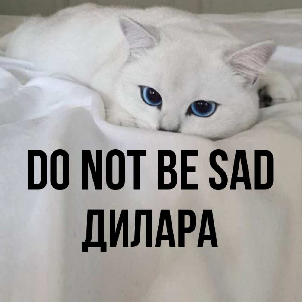 Greetings card с именем, Дилара Do not be sad Голубоглазая кошка Greetings with text for free download 