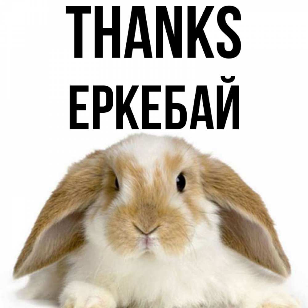 Greetings card с именем, Еркебай Thanks коричнево белый заяц Greetings with text for free download 