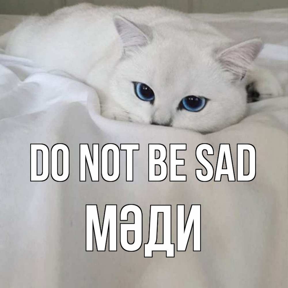 Greetings card с именем, МӘДИ Do not be sad белый кот с голубыми глазами на белоснежной кровати Greetings with text for free download 