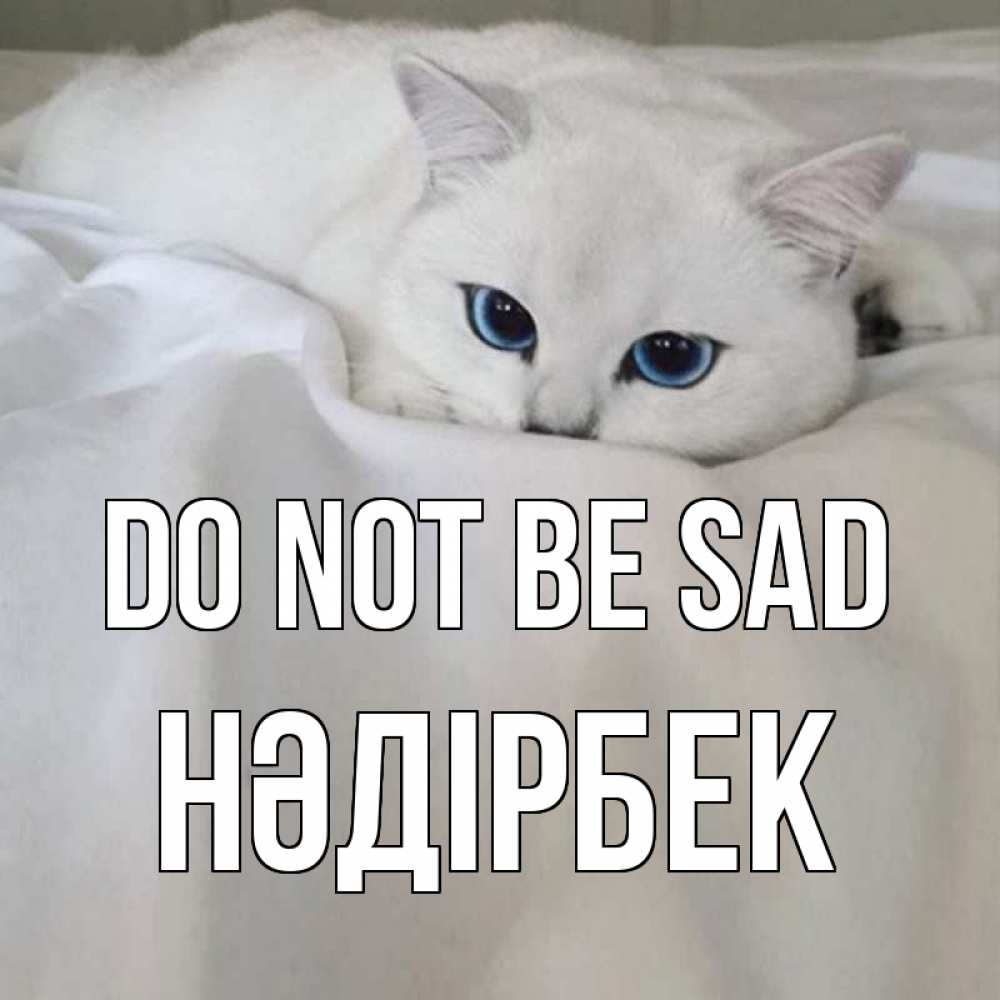 Greetings card с именем, НӘДІРБЕК Do not be sad белый кот с голубыми глазами на белоснежной кровати Greetings with text for free download 