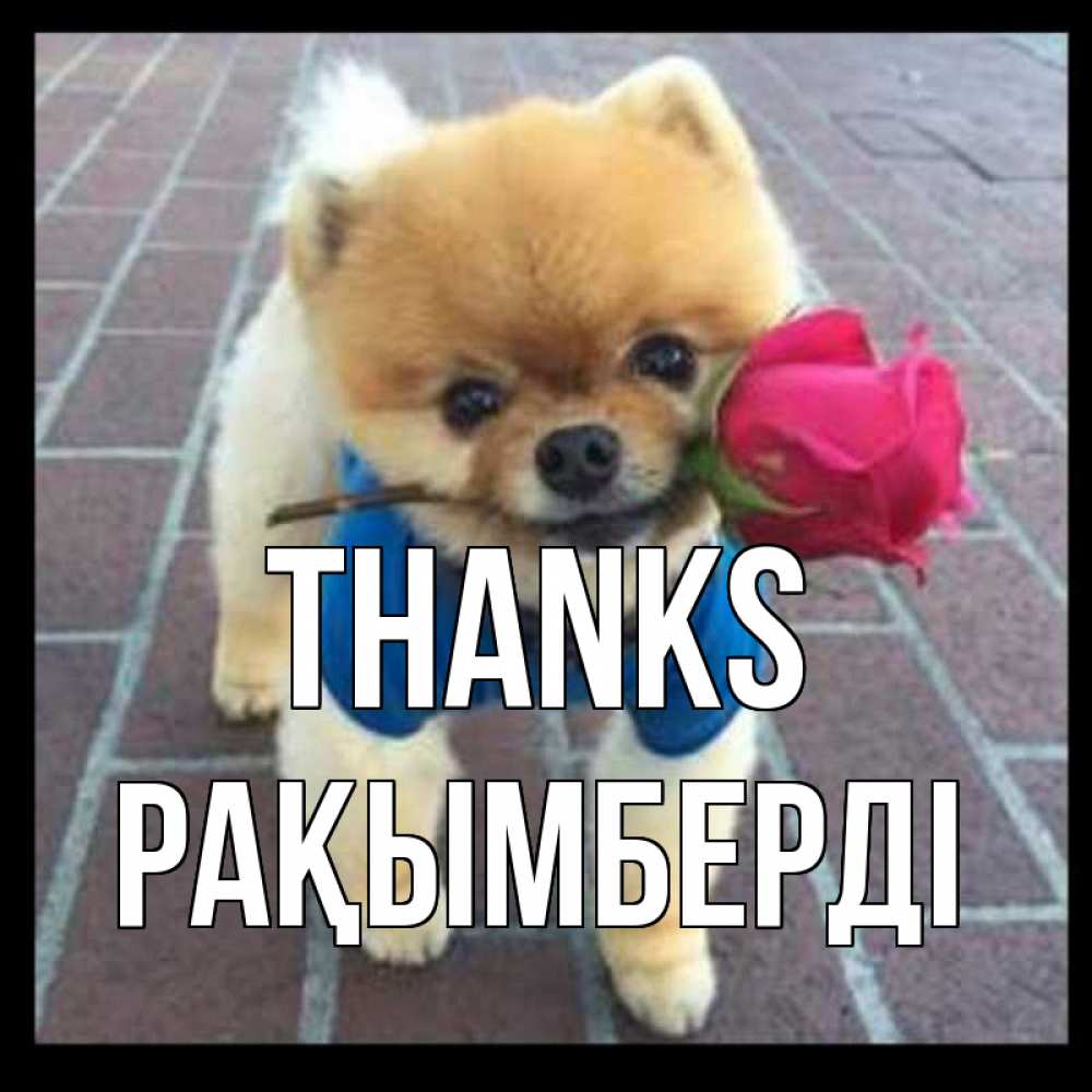 Greetings card с именем, Рақымберді Thanks спасибо и дарю тебе цветок Greetings with text for free download 