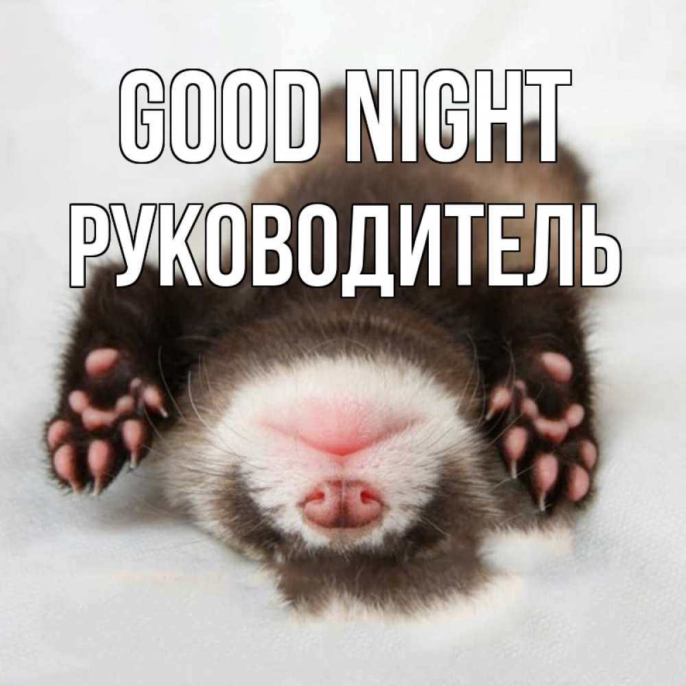 Greetings card с именем, Руководитель Good night зверек Greetings with text for free download 