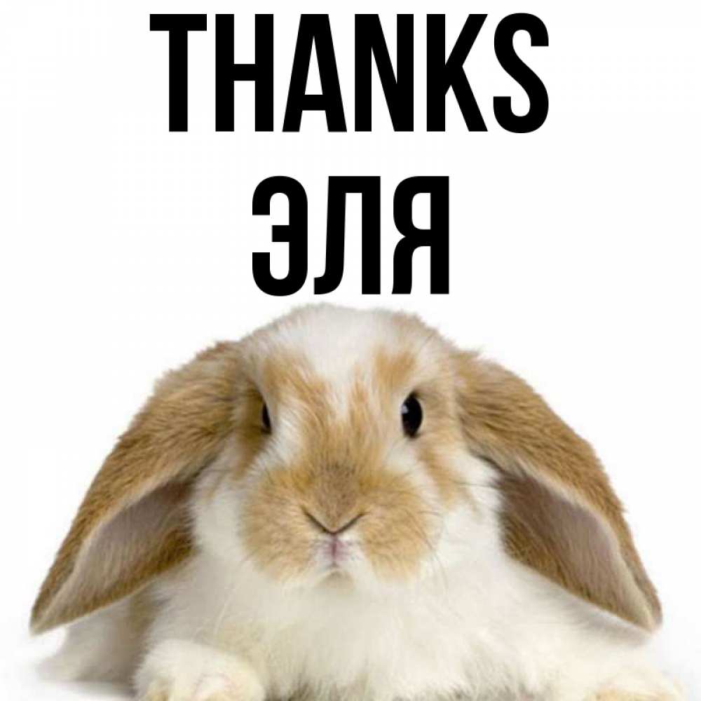 Greetings card с именем, Эля Thanks коричнево белый заяц Greetings with text for free download 