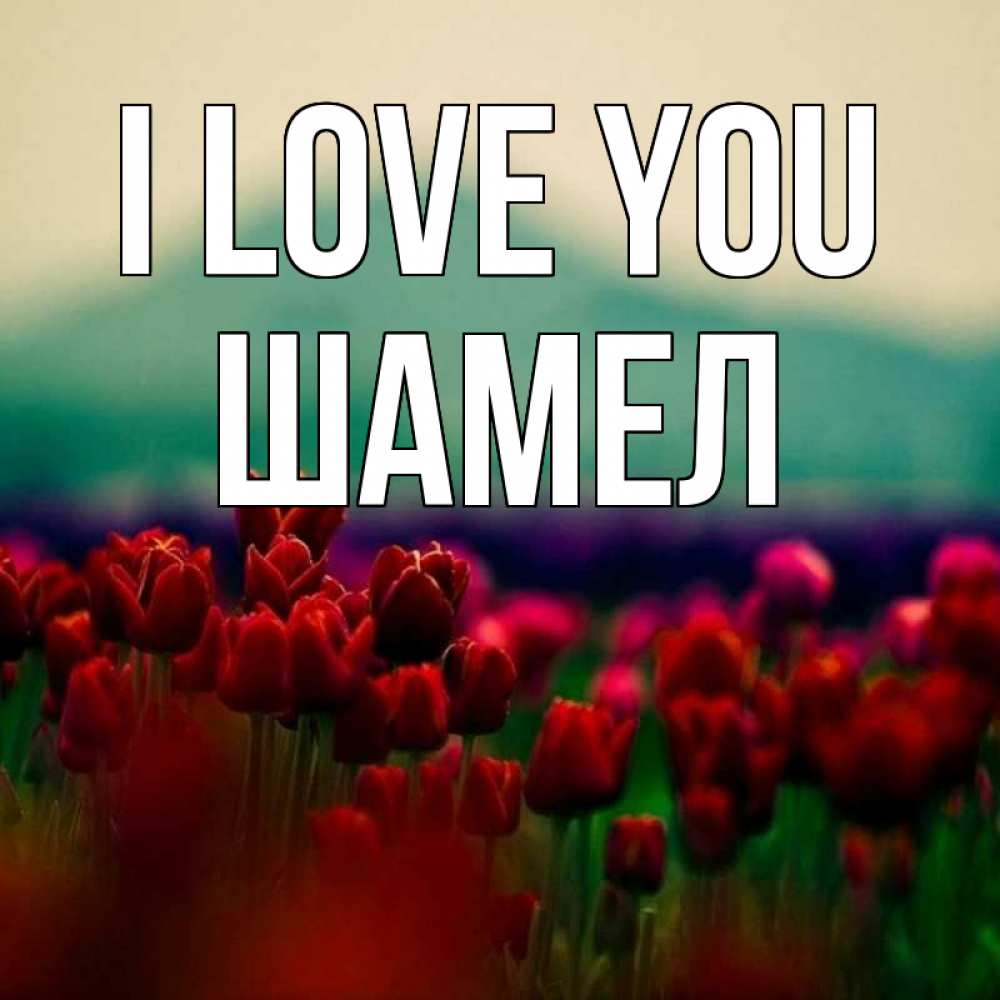 Greetings card с именем, ШАМЕЛ I love you тюльпаны 4 Greetings with text for free download 