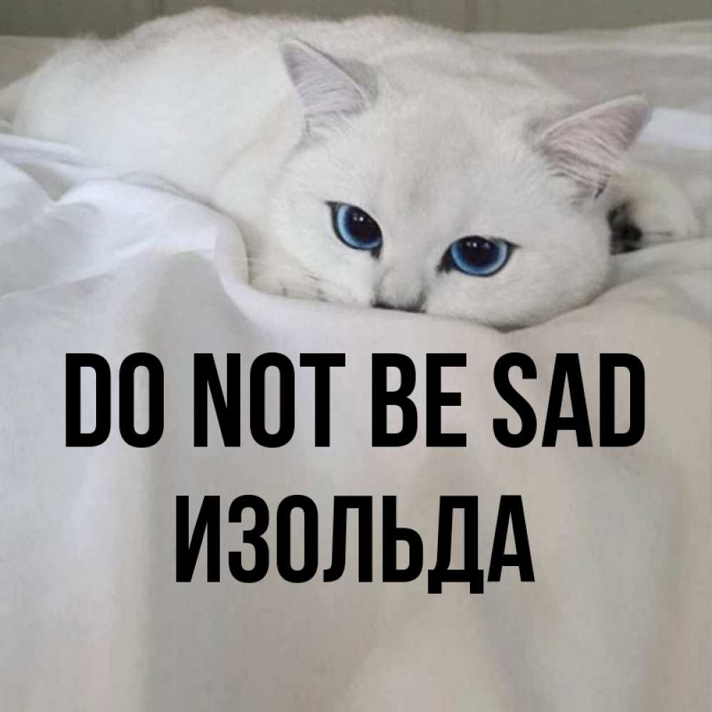 Greetings card с именем, Изольда Do not be sad Голубоглазая кошка Greetings with text for free download 