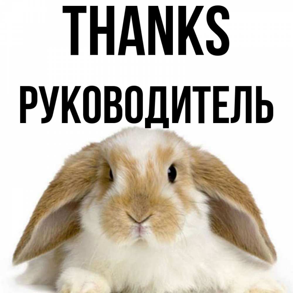 Greetings card с именем, Руководитель Thanks коричнево белый заяц Greetings with text for free download 