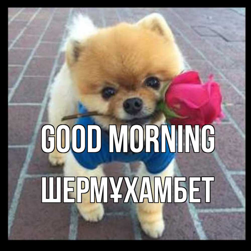 Greetings card с именем, ШЕРМҰХАМБЕТ Good morning роза в зубах Greetings with text for free download 