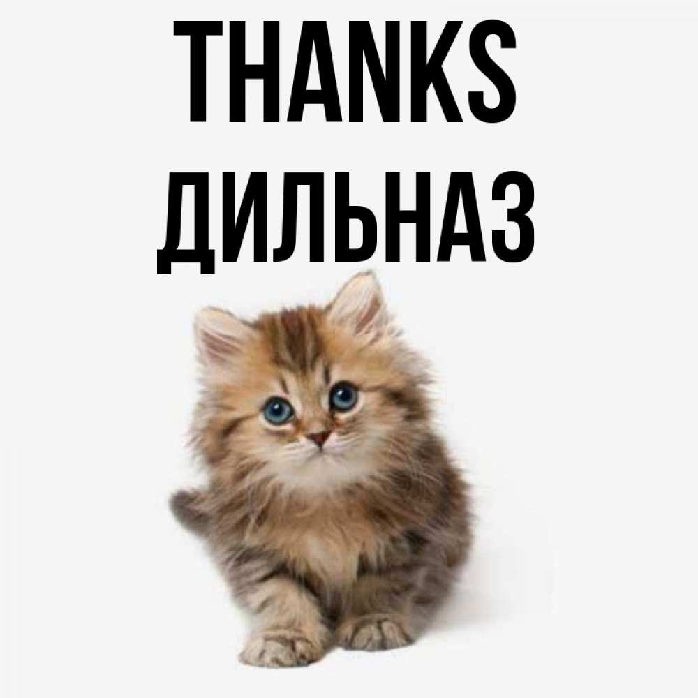 Greetings card с именем, ДИЛЬНАЗ Thanks пушистый котик Greetings with text for free download 