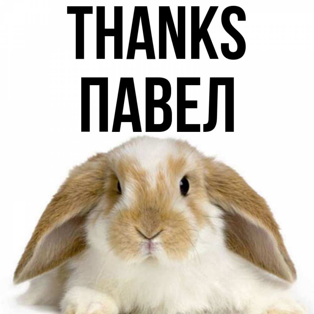Greetings card с именем, Павел Thanks коричнево белый заяц Greetings with text for free download 