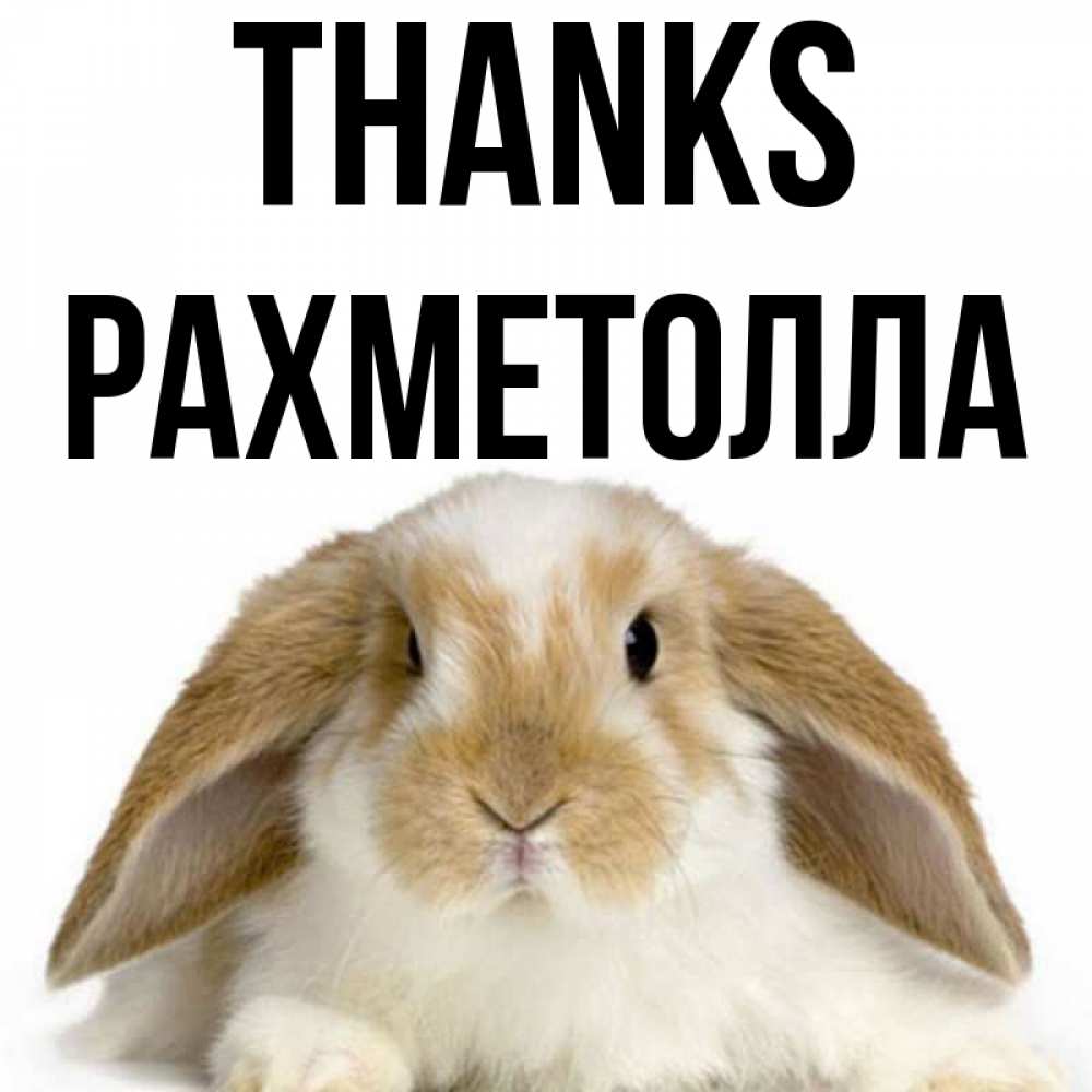 Greetings card с именем, РАХМЕТОЛЛА Thanks коричнево белый заяц Greetings with text for free download 