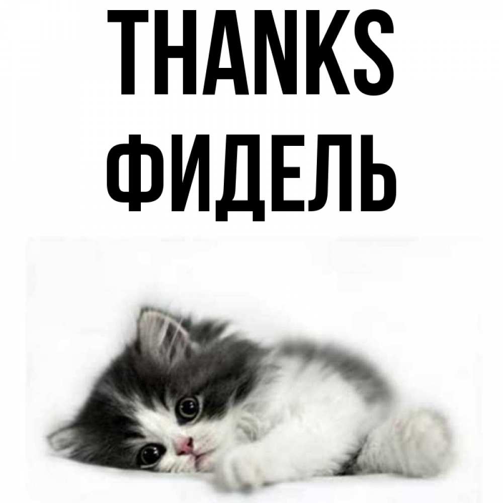 Greetings card с именем, Фидель Thanks черный и белый кот Greetings with text for free download 
