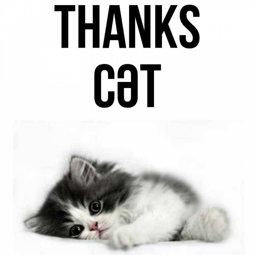 Greetings card с именем, СӘТ Thanks черный и белый кот Greetings with text for free download 