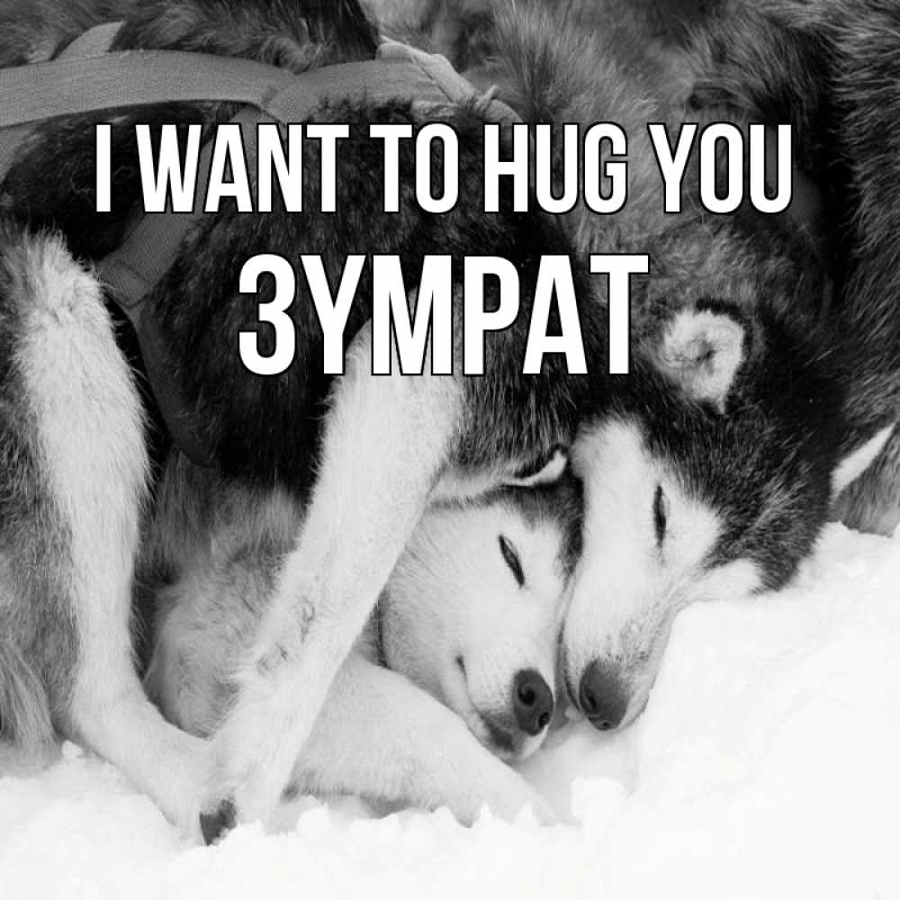 Greetings card с именем, ЗҮМРАТ I want to hug you собачки в упряжке Greetings with text for free download 