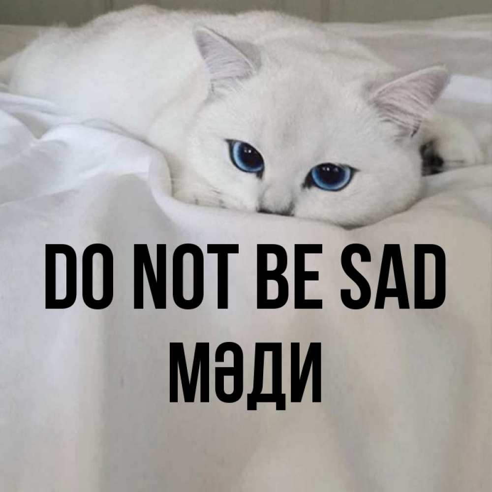 Greetings card с именем, МӘДИ Do not be sad Голубоглазая кошка Greetings with text for free download 