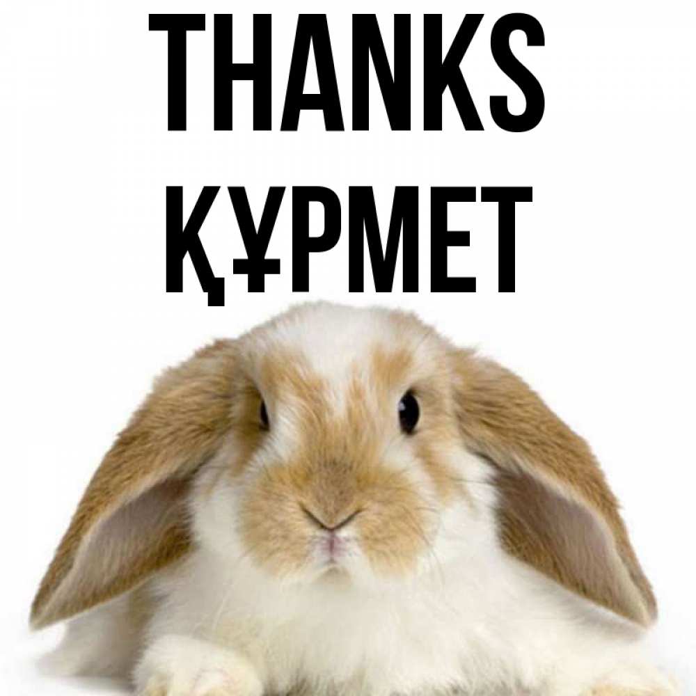 Greetings card с именем, ҚҰРМЕТ Thanks коричнево белый заяц Greetings with text for free download 