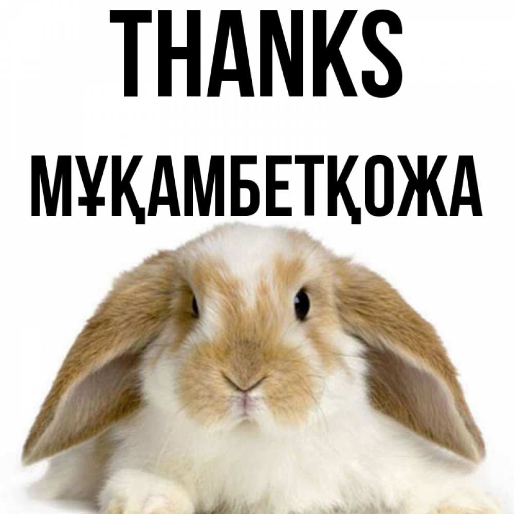 Greetings card с именем, Мұқамбетқожа Thanks коричнево белый заяц Greetings with text for free download 