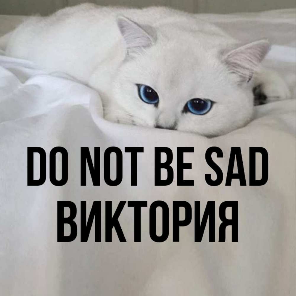 Greetings card с именем, Виктория Do not be sad Голубоглазая кошка Greetings with text for free download 
