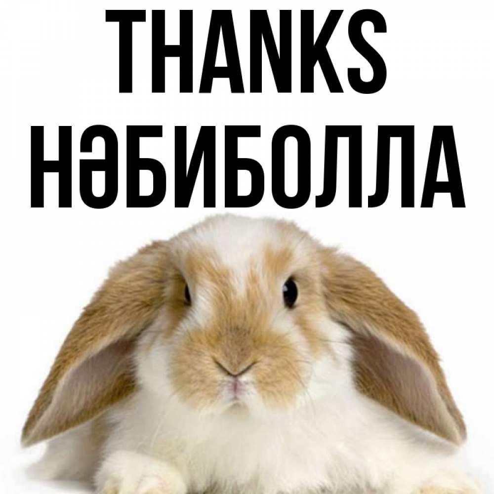 Greetings card с именем, НӘБИБОЛЛА Thanks коричнево белый заяц Greetings with text for free download 