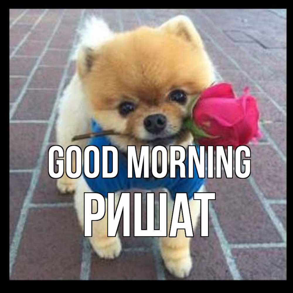 Greetings card с именем, РИШАТ Good morning роза в зубах Greetings with text for free download 