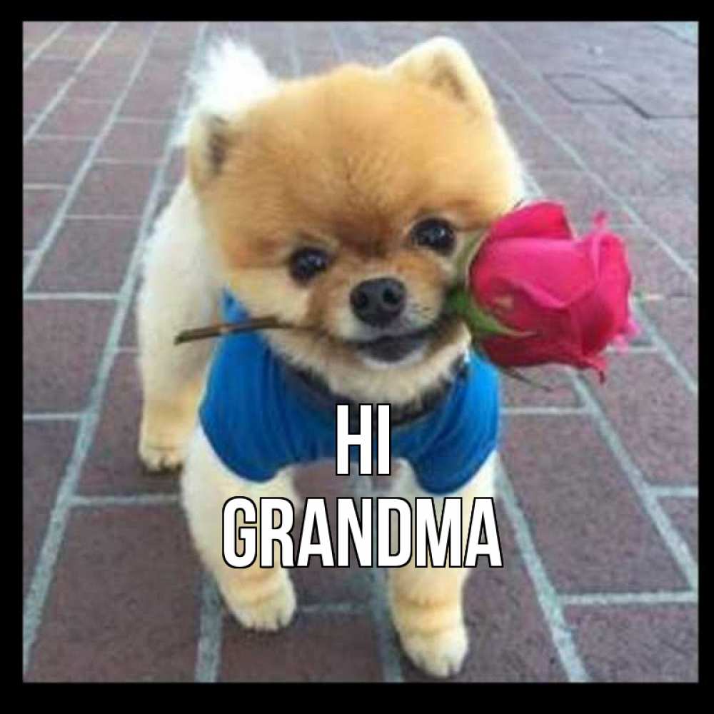 Greetings card с именем, grandma Hi роза в зубах у собаки Greetings with text for free download 