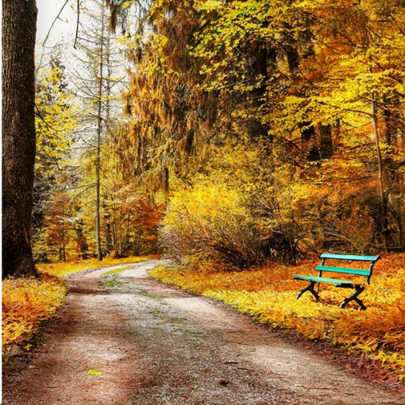 Открытка осенняя пустая трапинка  зеленая лавочка и осенний лес  I miss you 