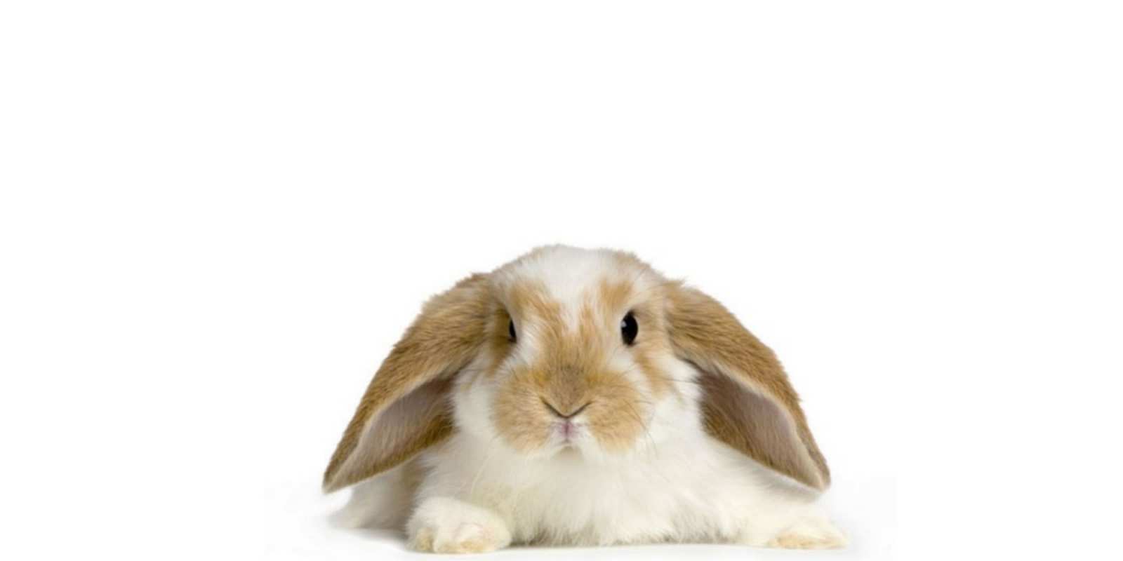 Открытка вислоухий кролик желает не болеть вислоухий кролик белого и коричневого цвета Get well soon 