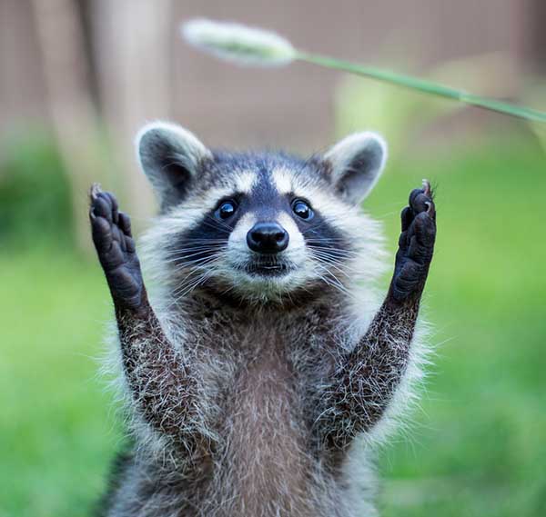 Открытка приветик от енота  животные  Hi 