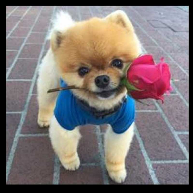 Открытка приветик от собачки  роза в зубах у собаки  Hi 