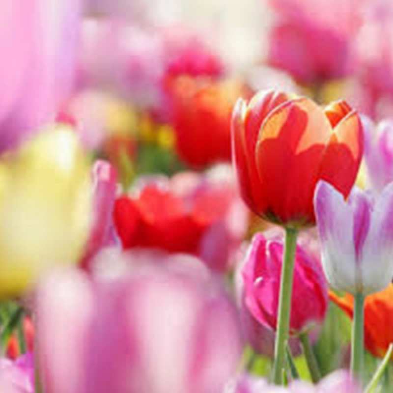 Открытка с тюльпанами 2 на международный женский день 2 happy women`s day 