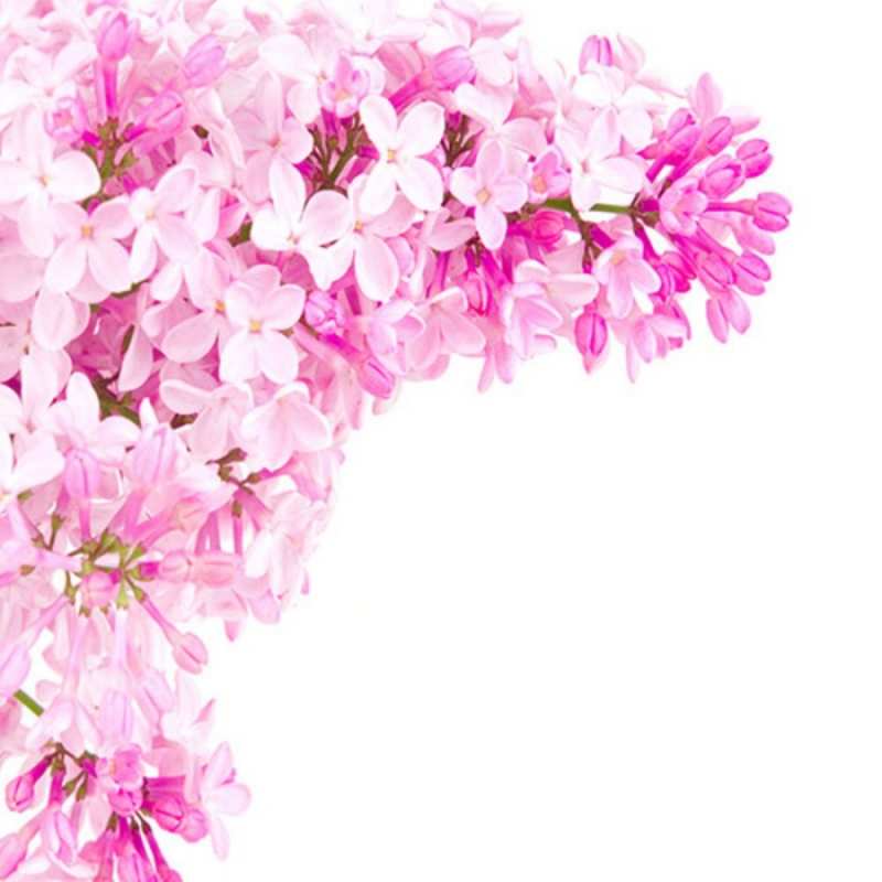 Открытка Поздравительная открытка на день рождения с сиренью и подписью Сирень на белом фоне Happy Birthday 