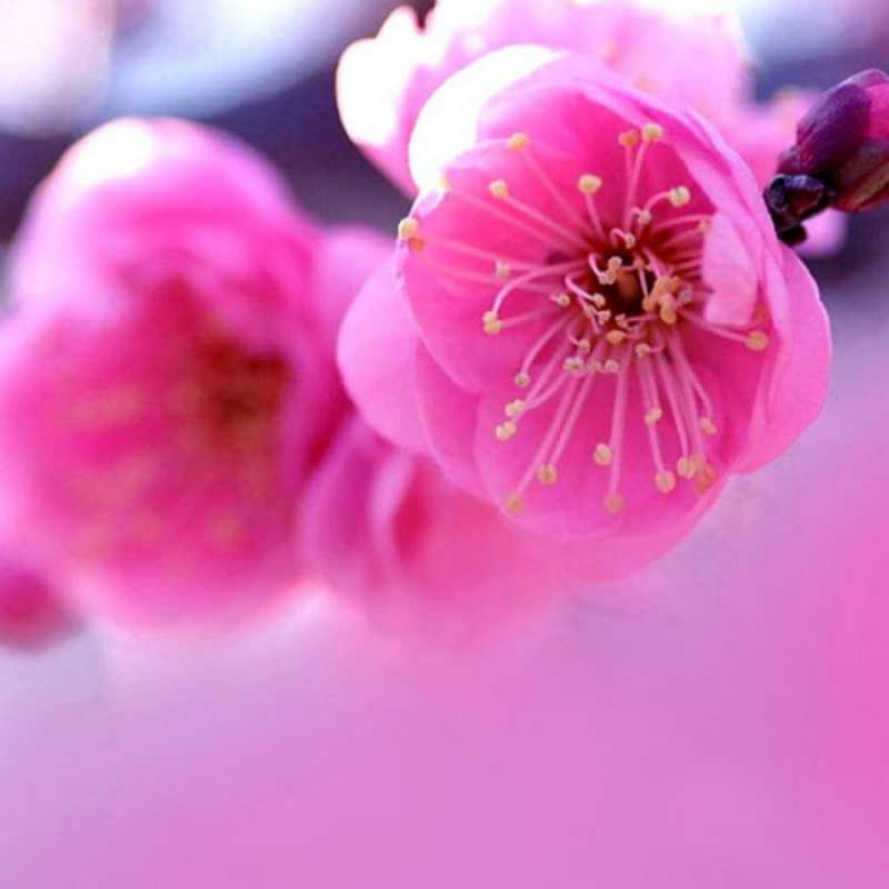 Открытка красивые цветы  международный женский день  happy women`s day 