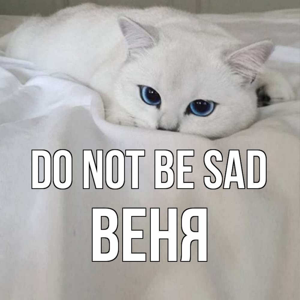 Greetings card с именем, Веня Do not be sad белый кот с голубыми глазами на белоснежной кровати Greetings with text for free download 