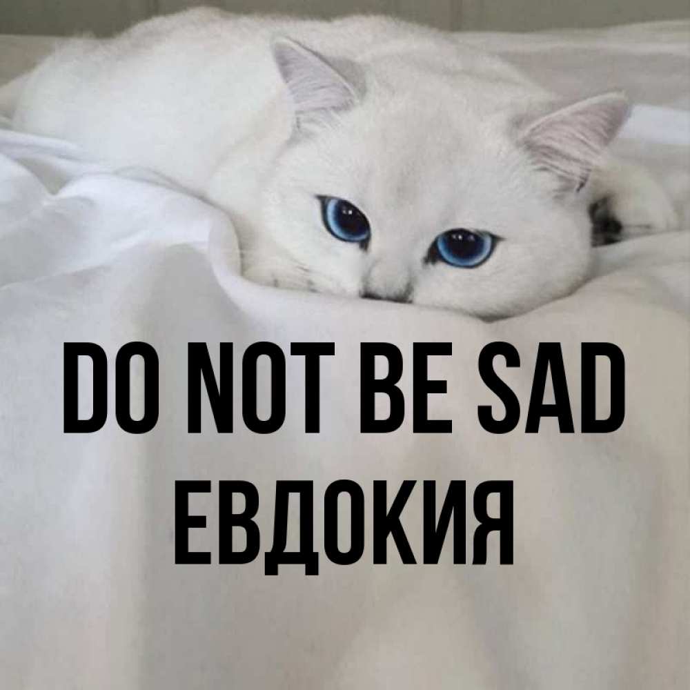 Greetings card с именем, Евдокия Do not be sad Голубоглазая кошка Greetings with text for free download 