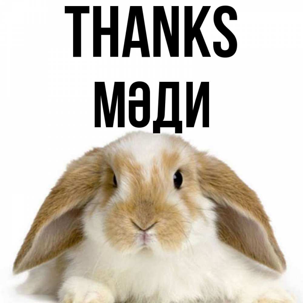 Greetings card с именем, МӘДИ Thanks коричнево белый заяц Greetings with text for free download 