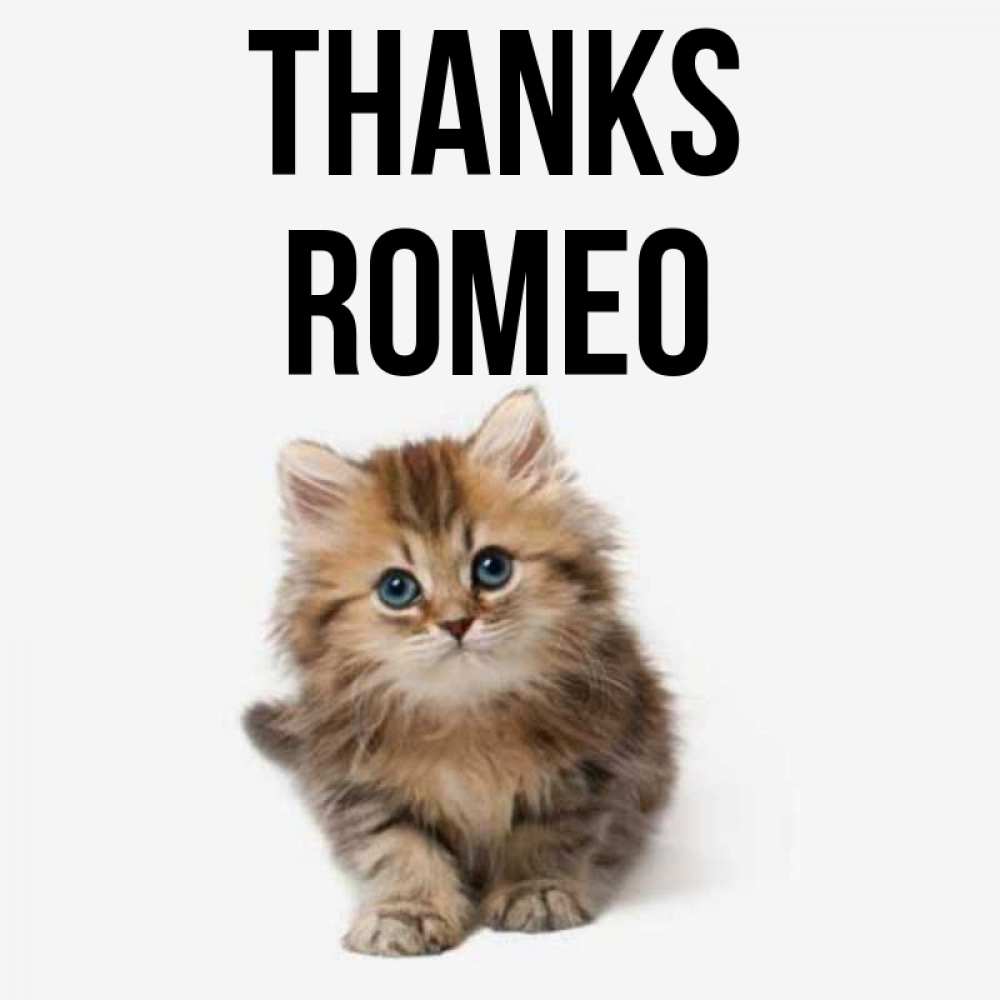 Greetings card с именем, Romeo Thanks пушистый котик Greetings with text for free download 