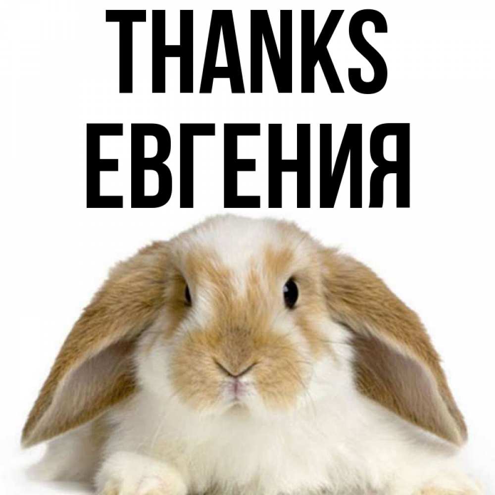 Greetings card с именем, Евгения Thanks коричнево белый заяц Greetings with text for free download 