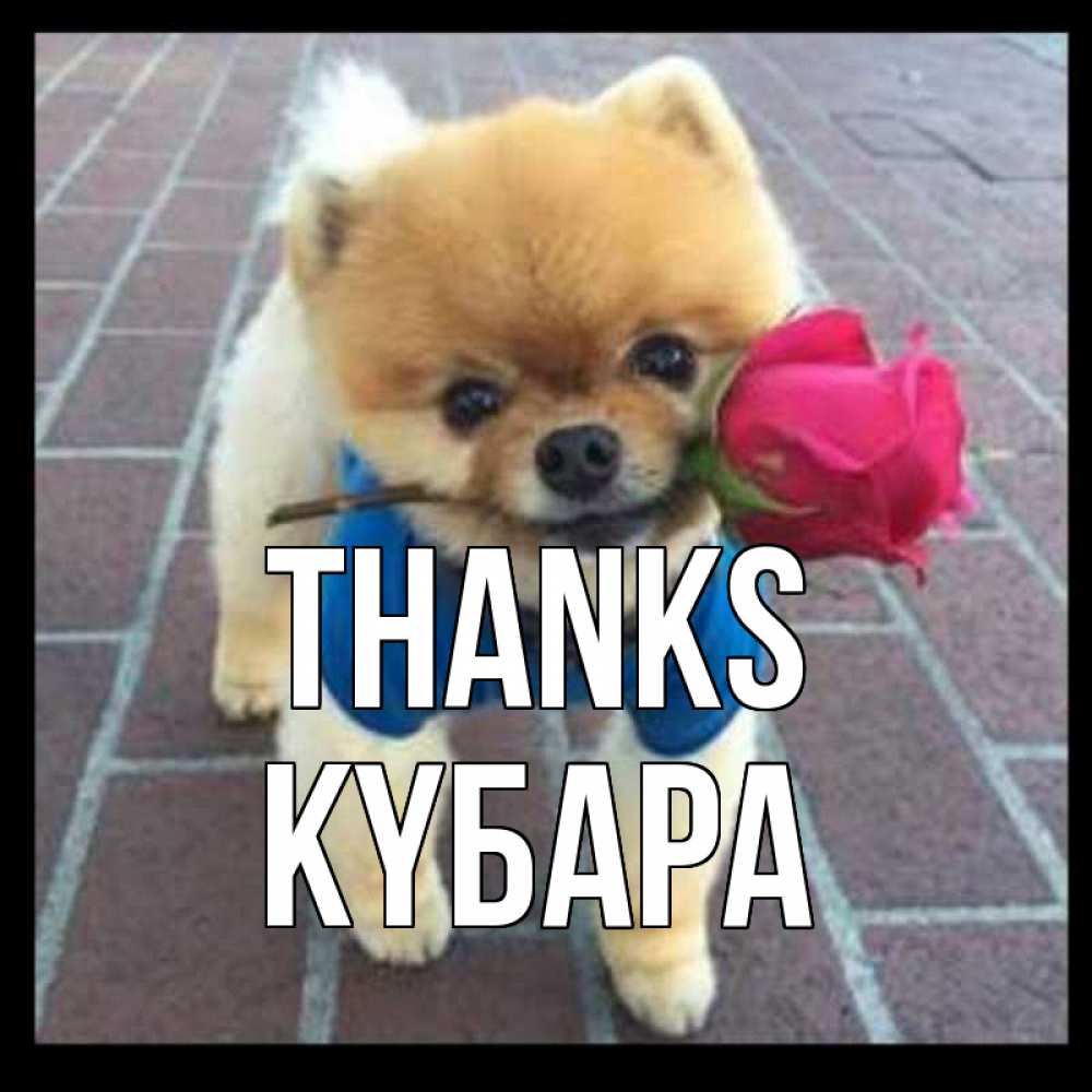 Greetings card с именем, КҮБАРА Thanks спасибо и дарю тебе цветок Greetings with text for free download 