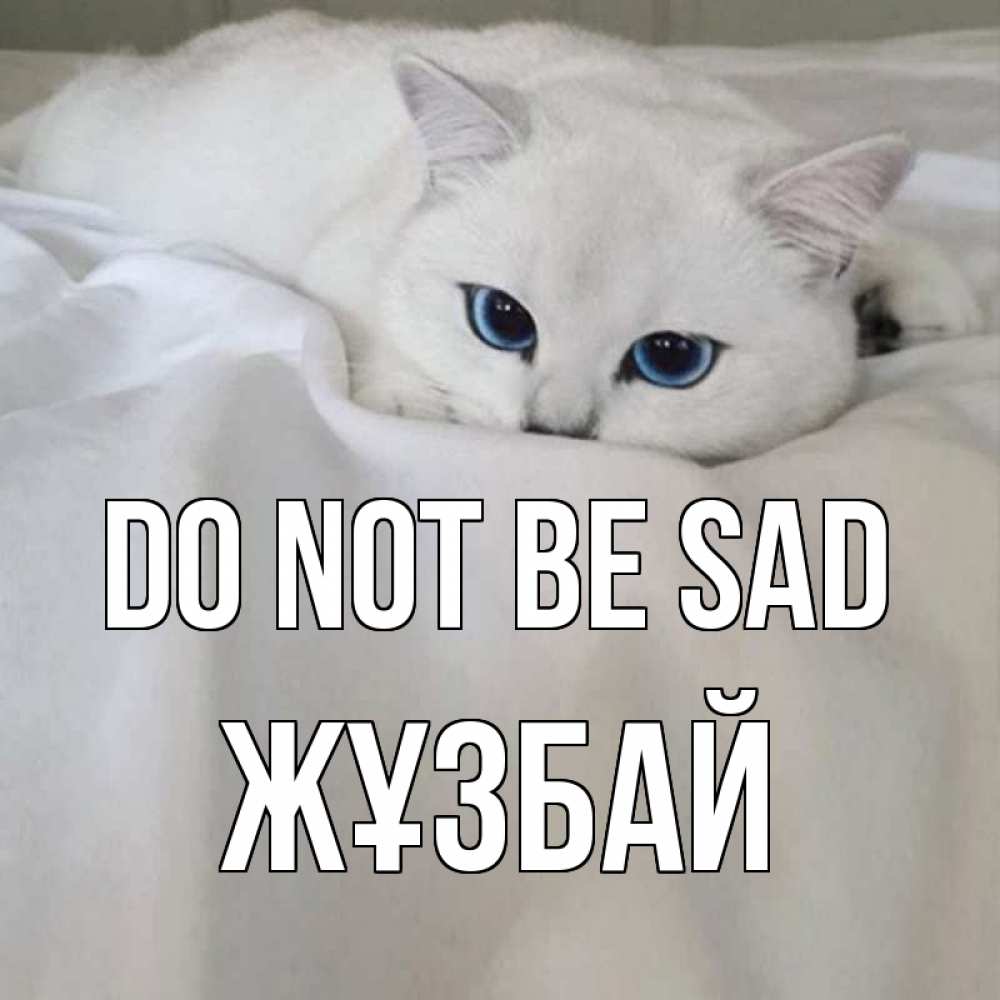 Greetings card с именем, Жұзбай Do not be sad белый кот с голубыми глазами на белоснежной кровати Greetings with text for free download 