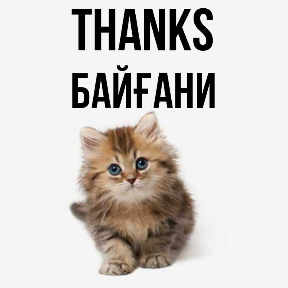 Greetings card с именем, Байғани Thanks пушистый котик Greetings with text for free download 