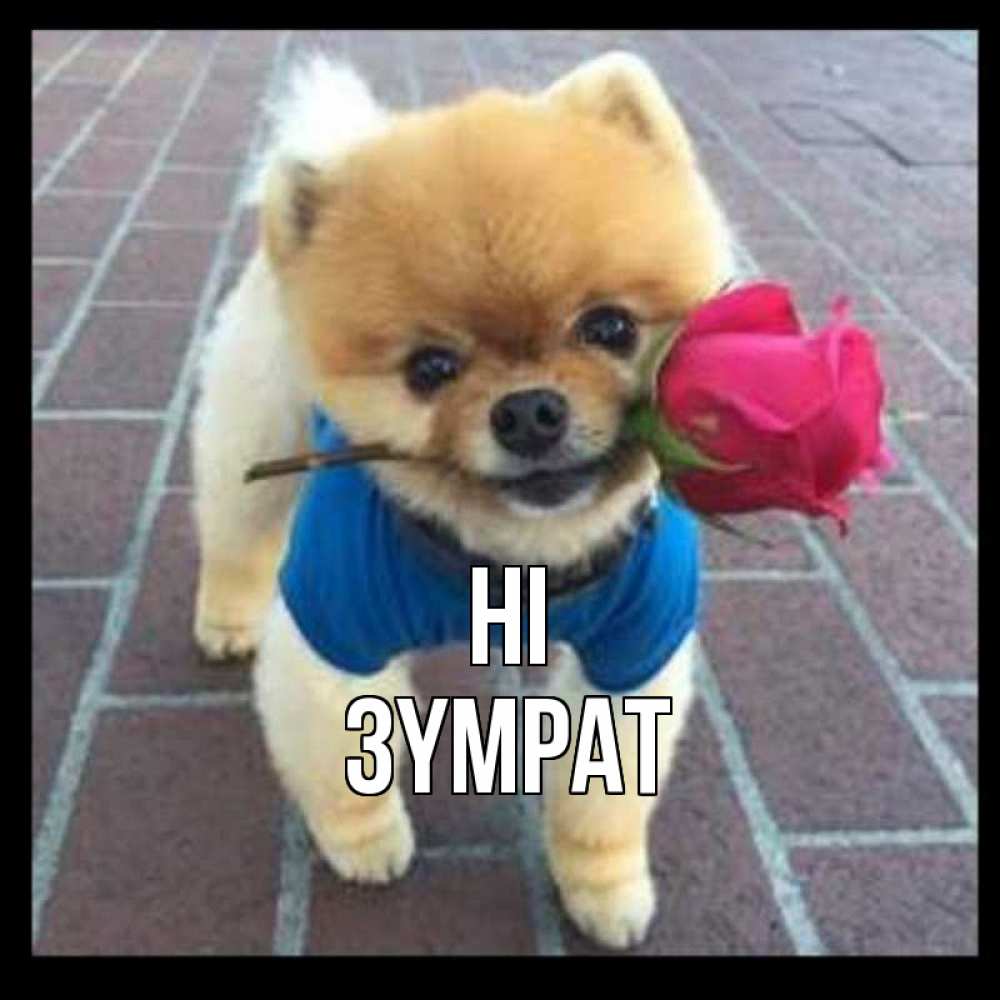 Greetings card с именем, ЗҮМРАТ Hi роза в зубах у собаки Greetings with text for free download 