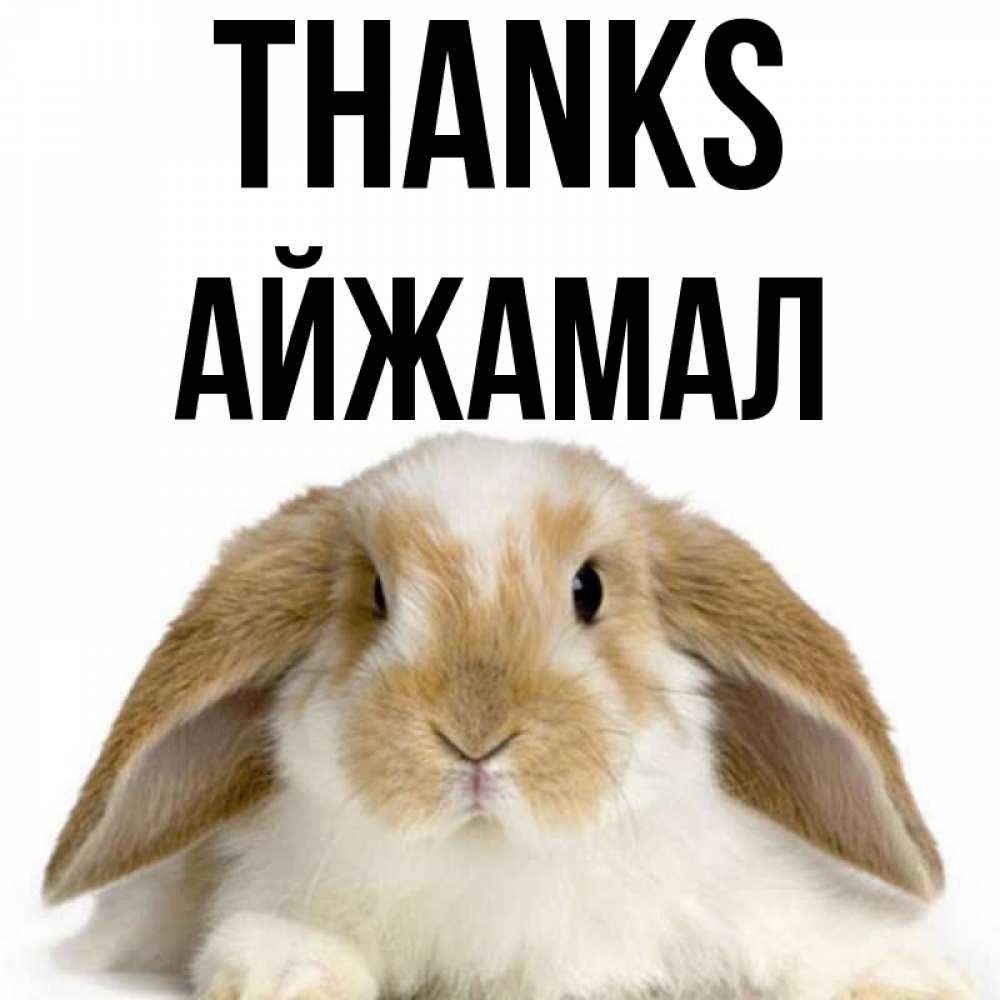 Greetings card с именем, АЙЖАМАЛ Thanks коричнево белый заяц Greetings with text for free download 