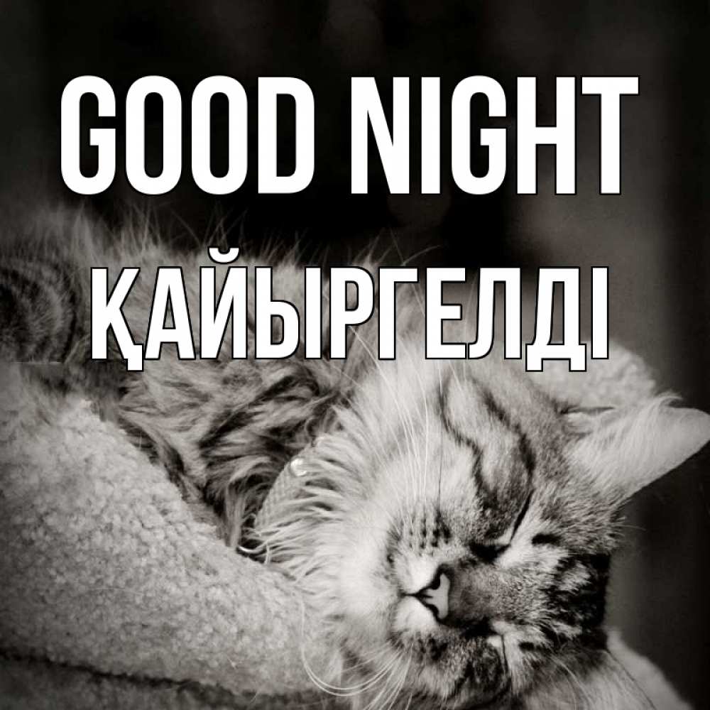 Greetings card с именем, Қайыргелді Good night котярик пушистый Greetings with text for free download 