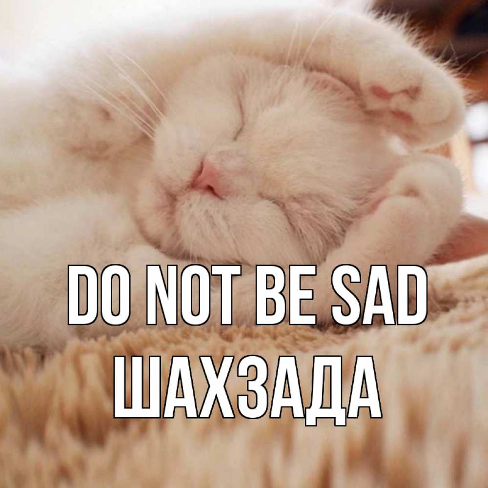 Greetings card с именем, ШАХЗАДА Do not be sad белый кот Greetings with text for free download 