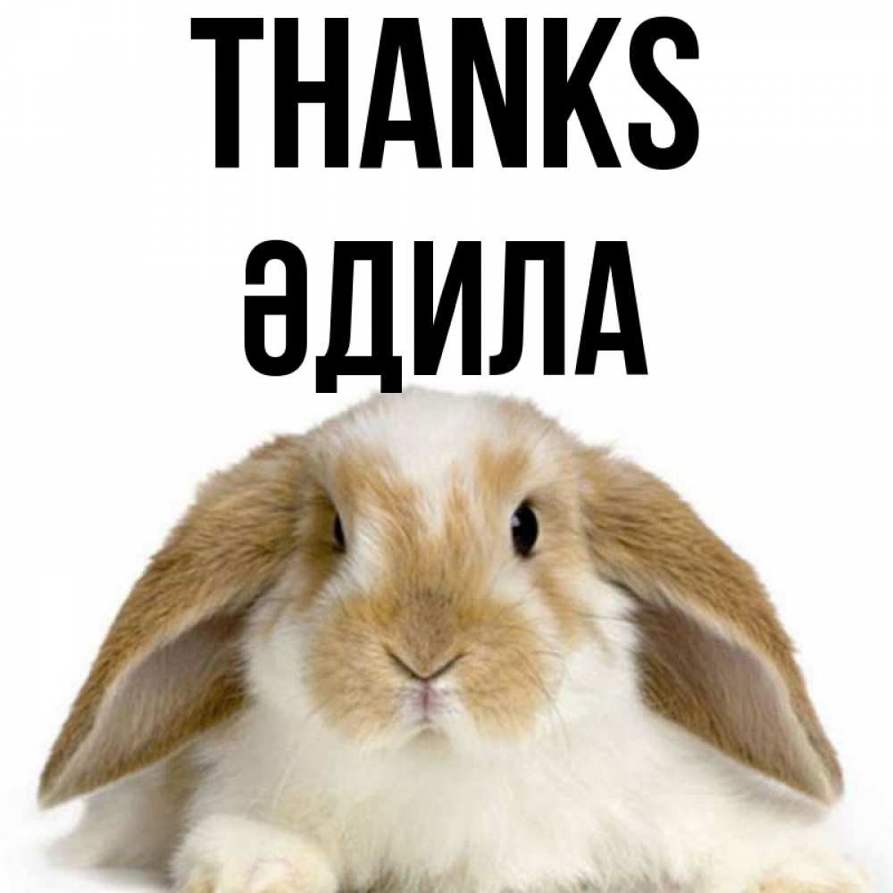 Greetings card с именем, ӘДИЛА Thanks коричнево белый заяц Greetings with text for free download 