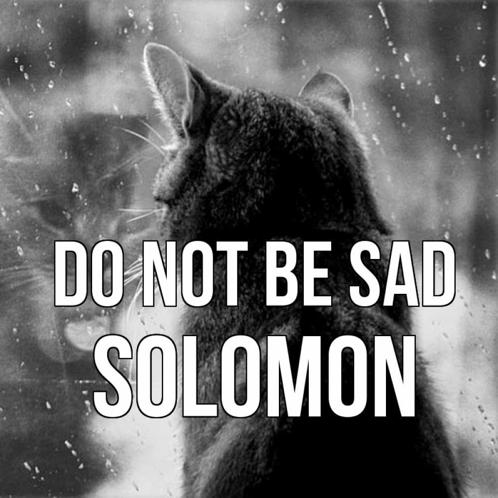 Greetings card с именем, Solomon Do not be sad отражение кота 1 Greetings with text for free download 