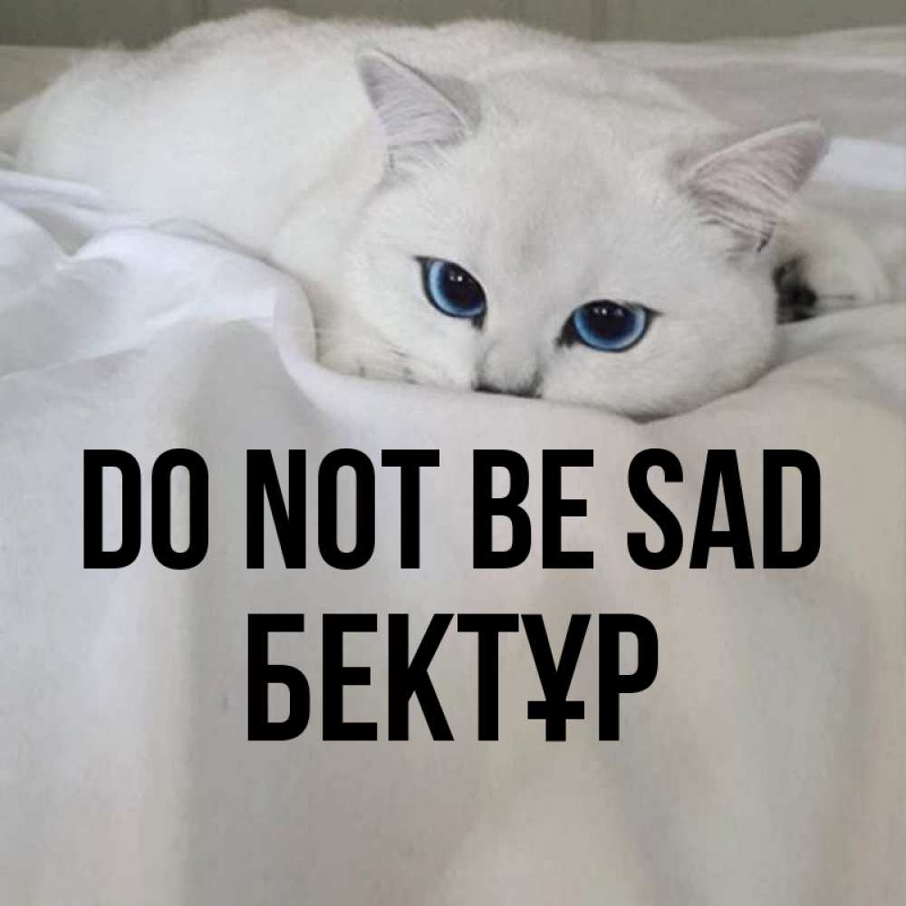 Greetings card с именем, Бектұр Do not be sad Голубоглазая кошка Greetings with text for free download 