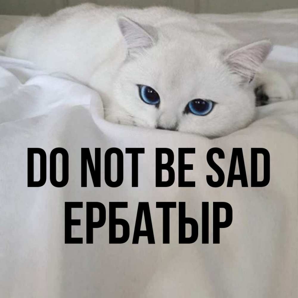 Greetings card с именем, Ербатыр Do not be sad Голубоглазая кошка Greetings with text for free download 
